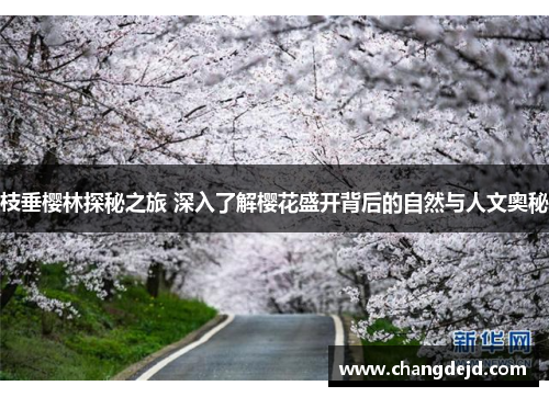 枝垂樱林探秘之旅 深入了解樱花盛开背后的自然与人文奥秘